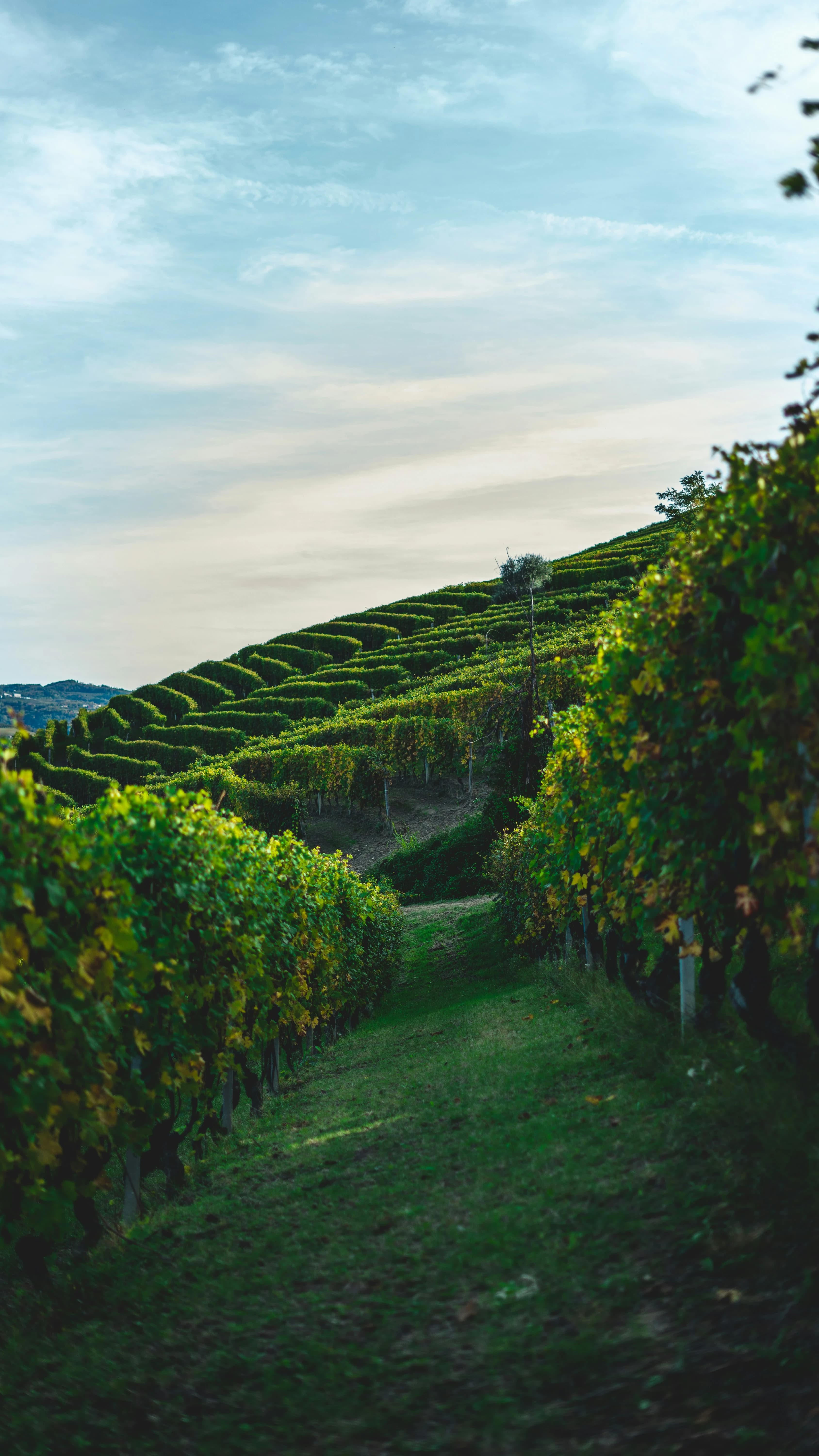 Vineyard